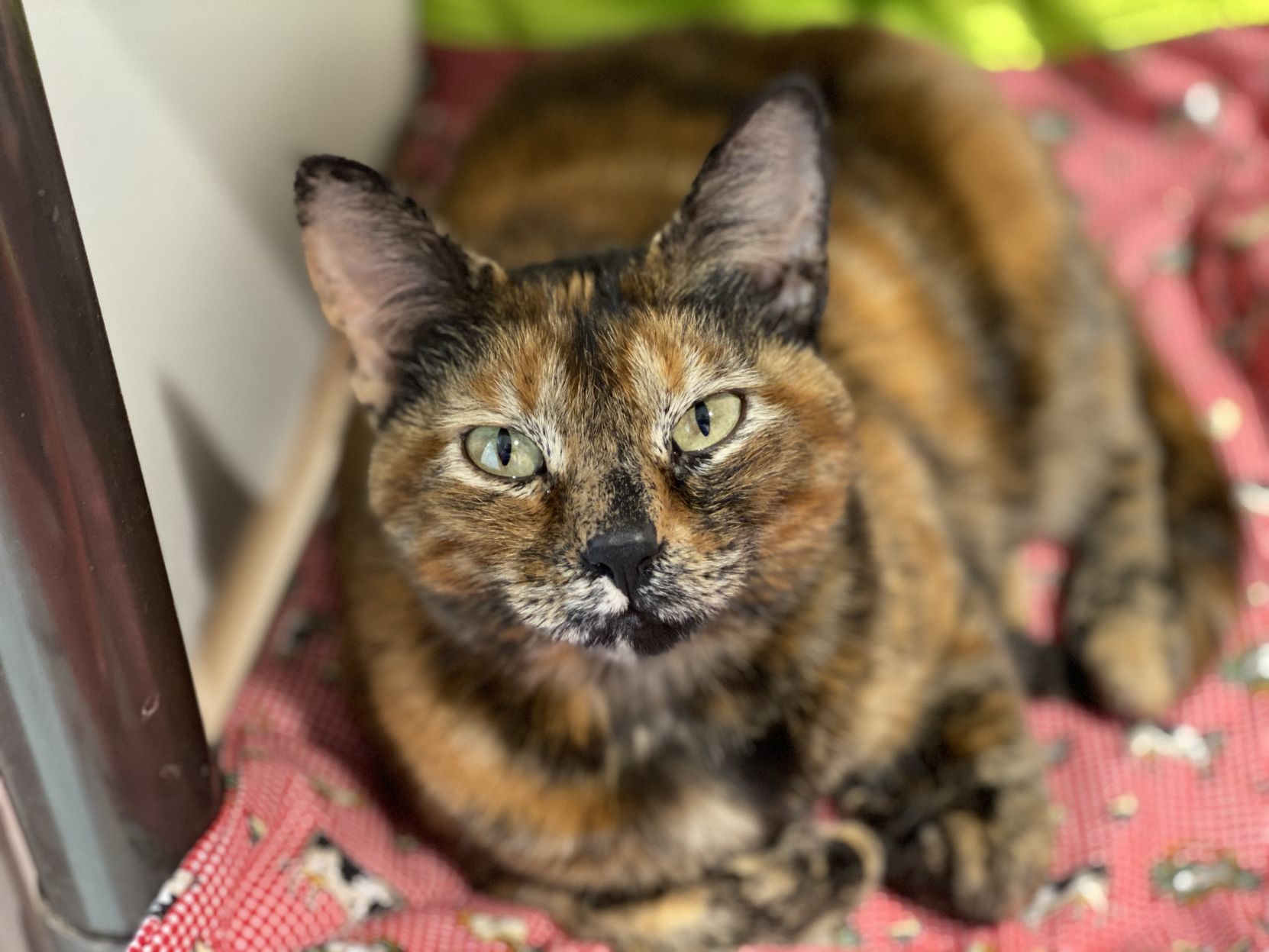 Adopt a friend: Cleo